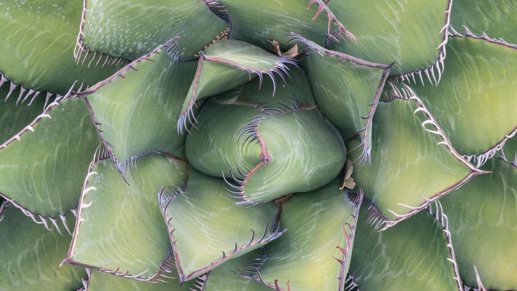 agave_0.jpg