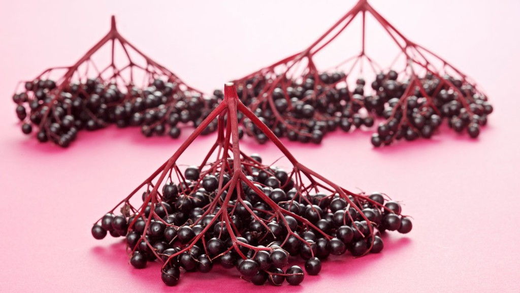elderberry.jpg