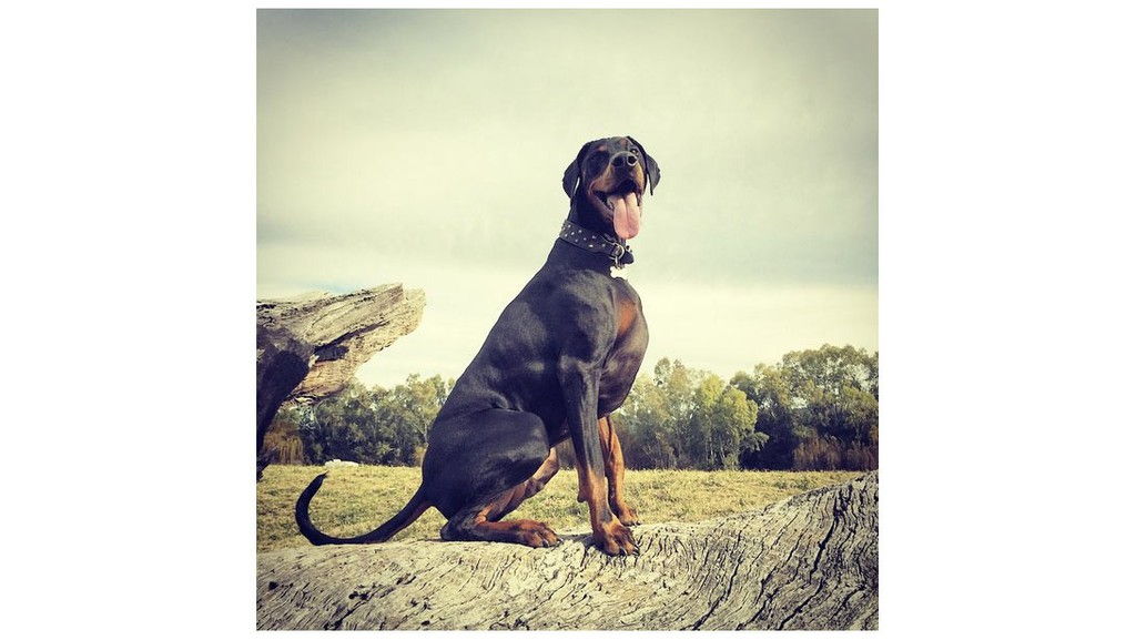 muscular-dog-0.jpg