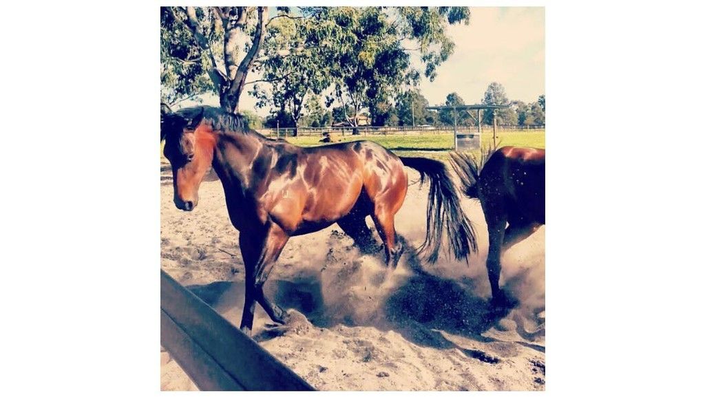 muscular-horse.jpg