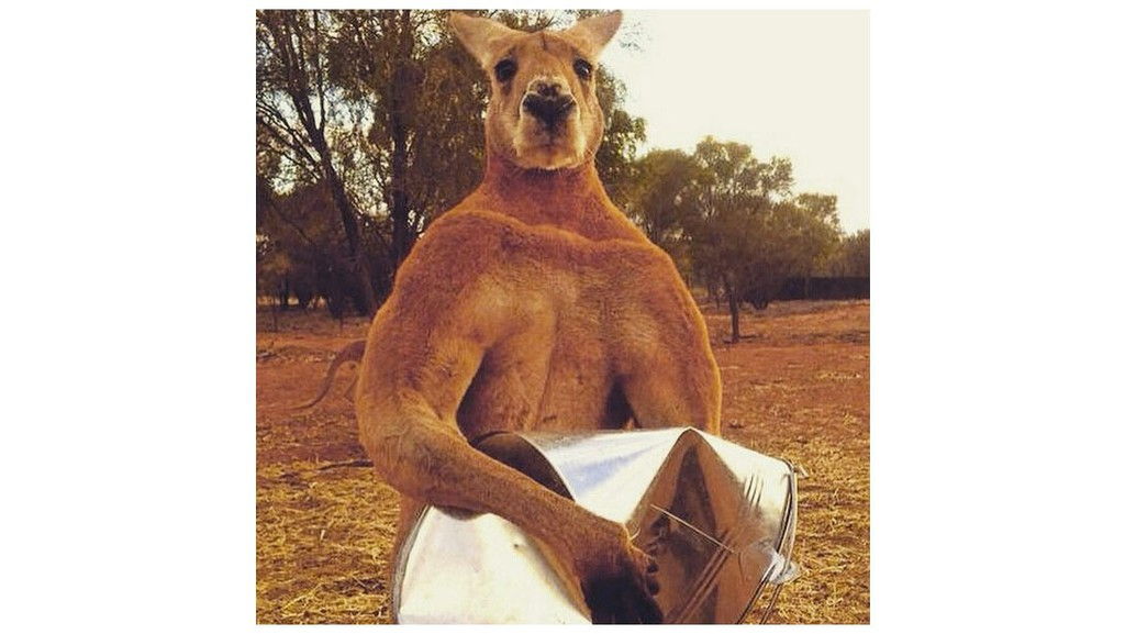 muscular-kangaroo.jpg