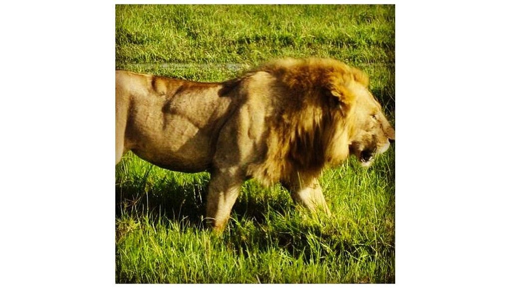 muscular-lion.jpg