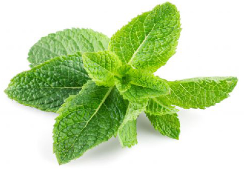 stevia.jpg